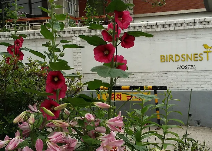 Birdsnest Hongdae Foreigner Only Hostel Seoel